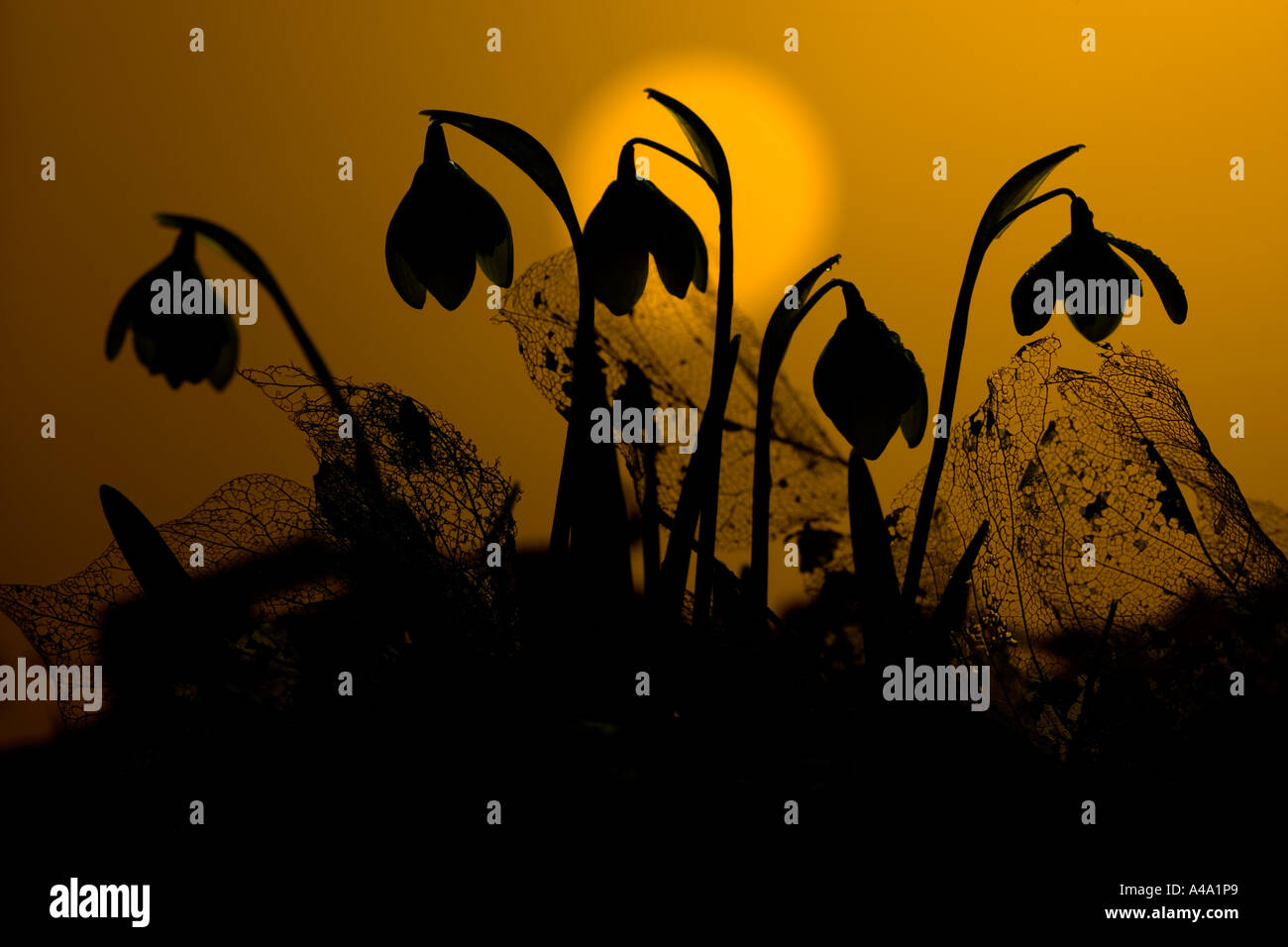 Snowdrops Galanthus nivalis al Walsingham Abbey Norfolk UK Morning Sunrise Foto Stock