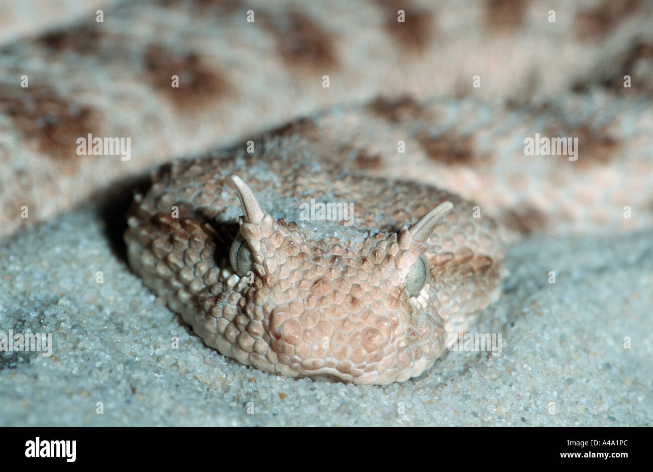 Deserto africano vipera cornuta Foto Stock