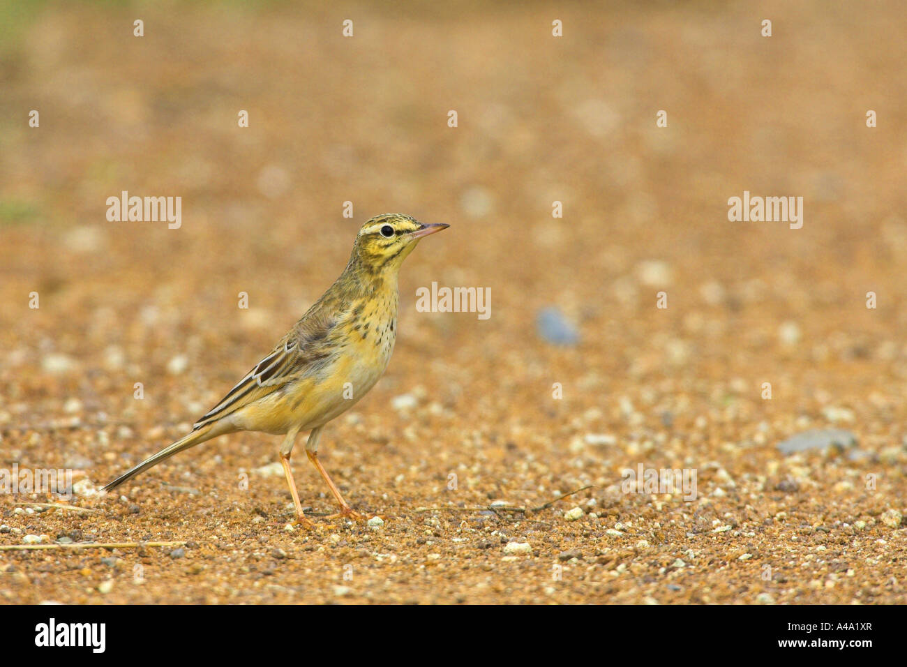 Bruno pitpit (Anthus campestris), Grecia, Thrakien, Evros-Delta Foto Stock