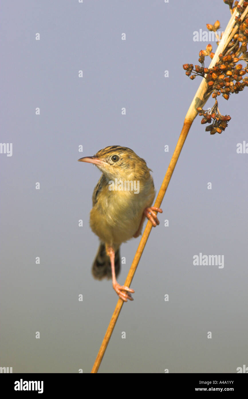 Zitting cisticola (Cisticola juncidis), ritratto, Grecia, Macedonia Foto Stock