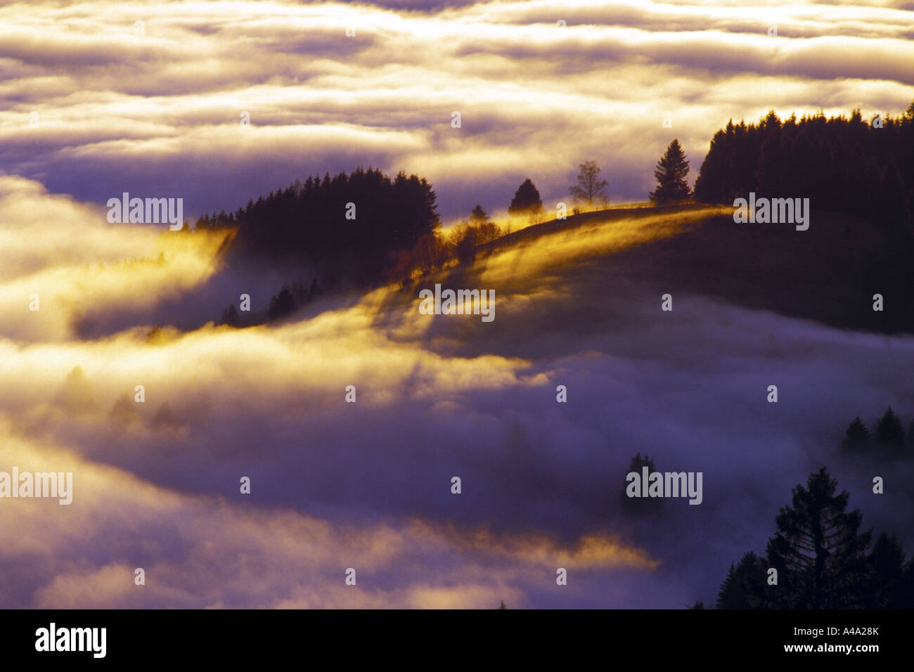 La nebbia nella Foresta Nera, Germania Foto Stock