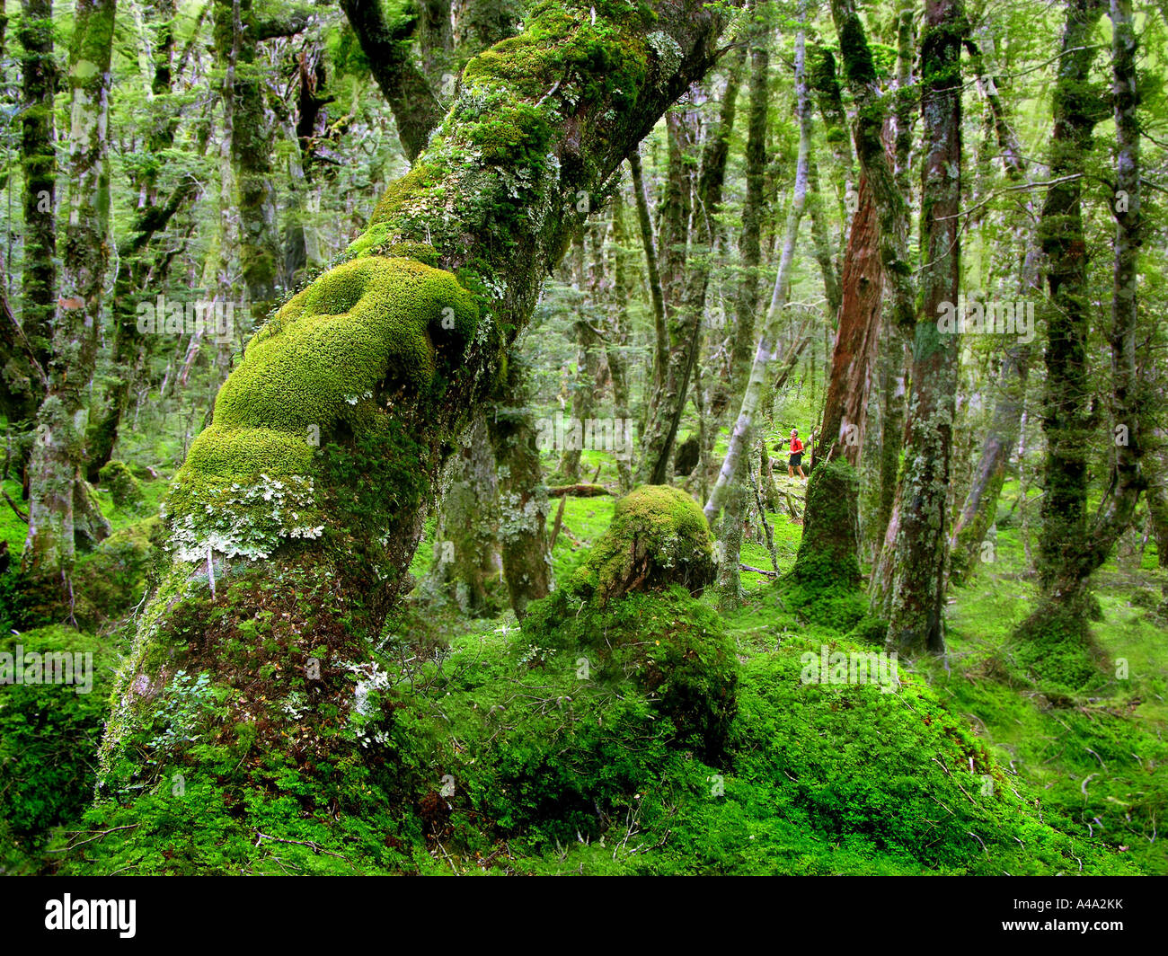 Foresta di Fjordland National Park, Nuova Zelanda Foto Stock