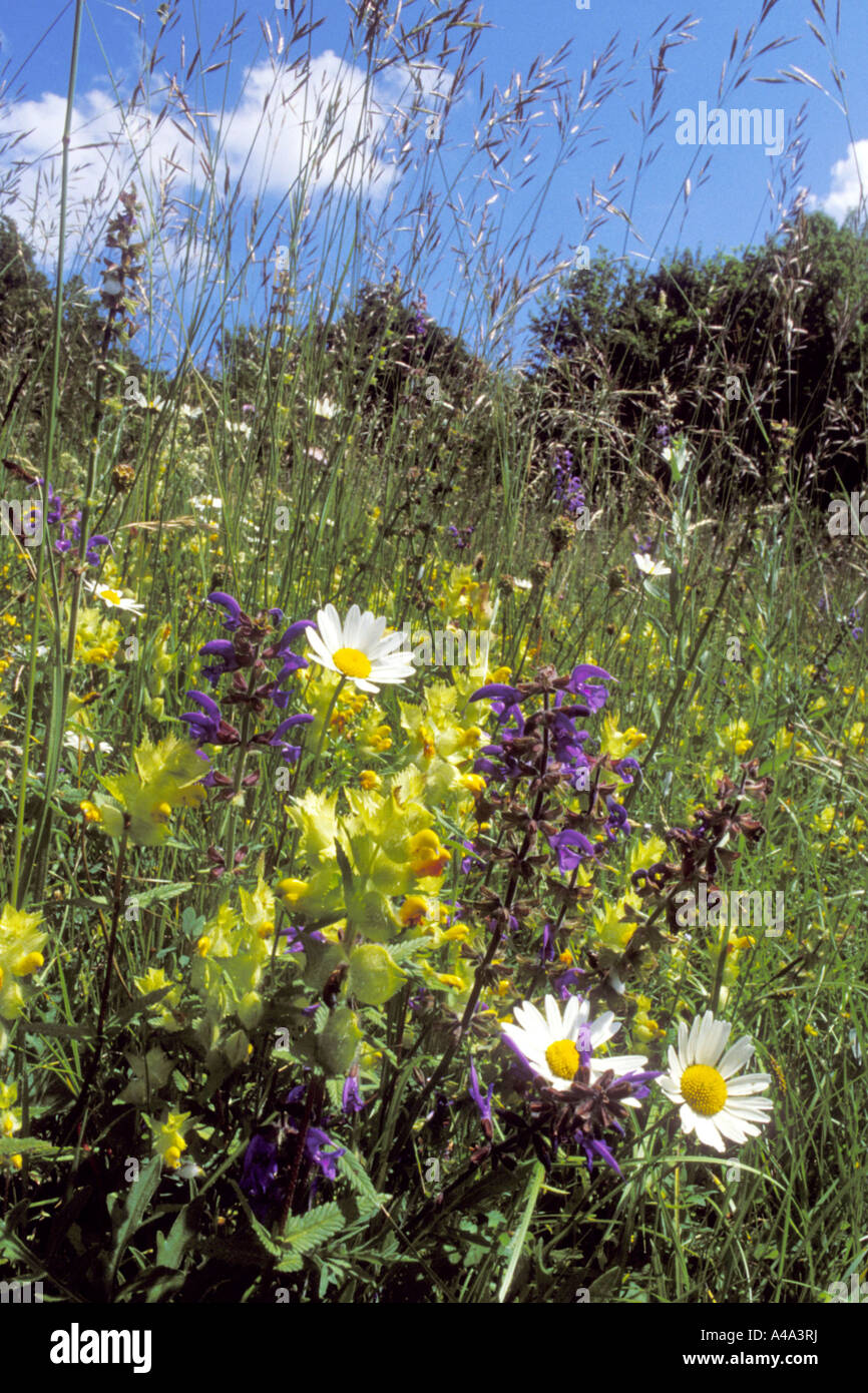 Prato di montagna con fiori, GERMANIA Baden-Wuerttemberg, Foresta Nera Foto Stock