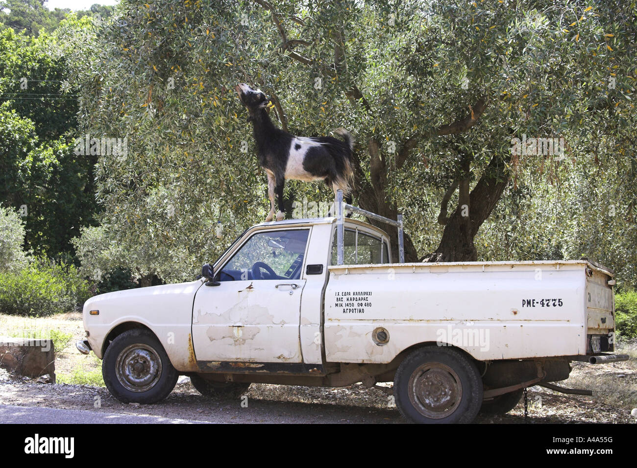 Capra domestica (Capra hircus), navigazione capra sul tetto di una vettura,  Grecia, Macedonia, Thassos Foto stock - Alamy