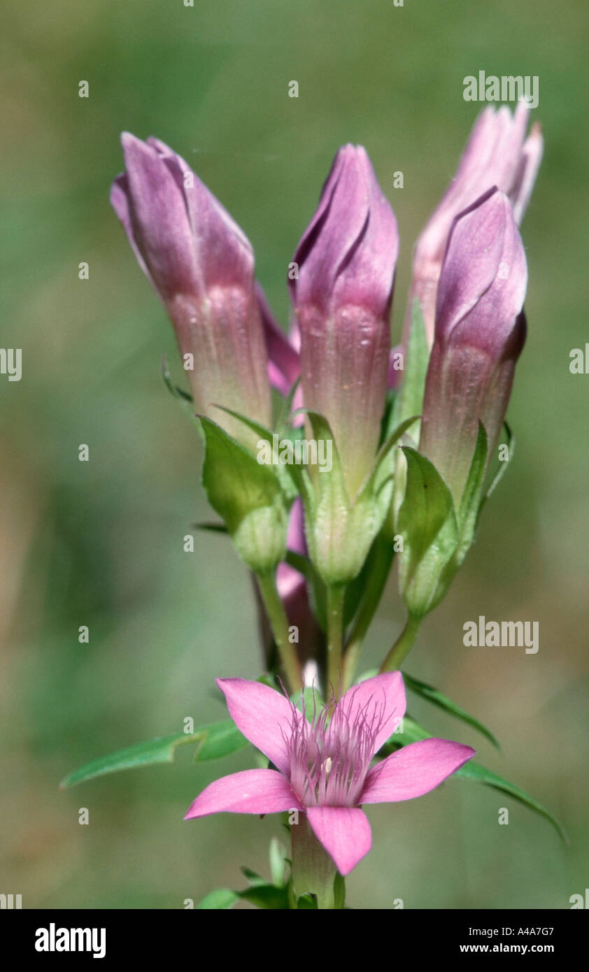 Chiltern Genziana Foto Stock
