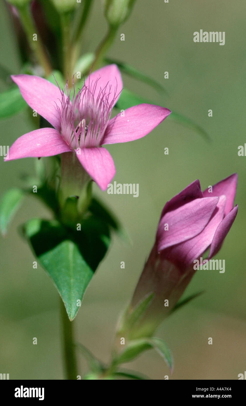 Chiltern Genziana Foto Stock