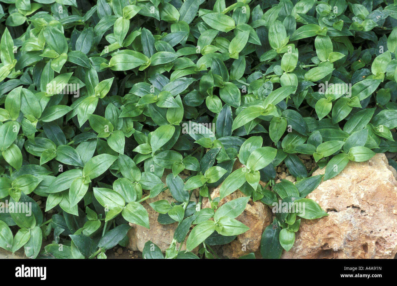 Tradescantia fluminensis Foto Stock