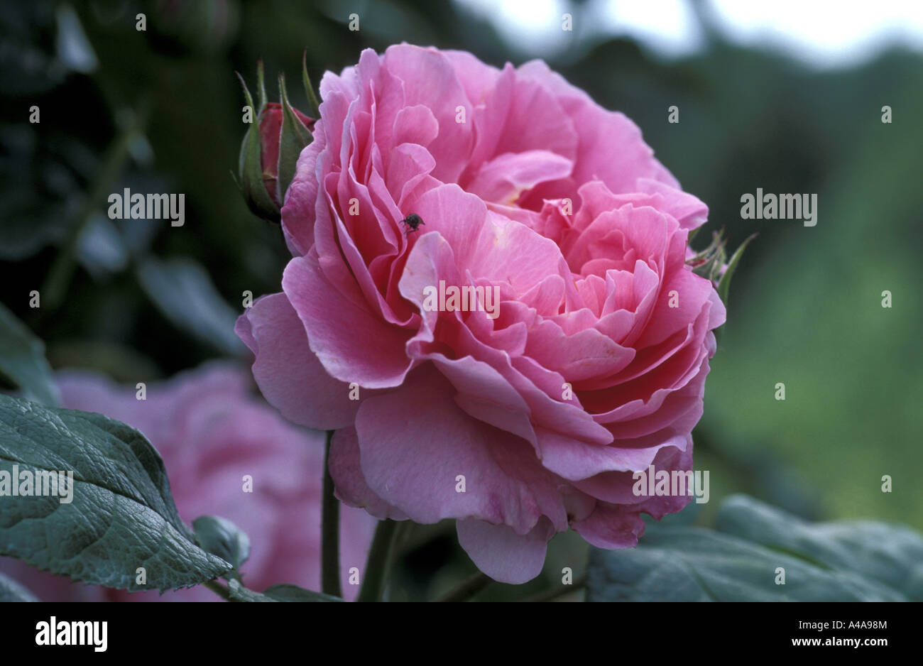 Rosa inglese Mary Rose Foto Stock