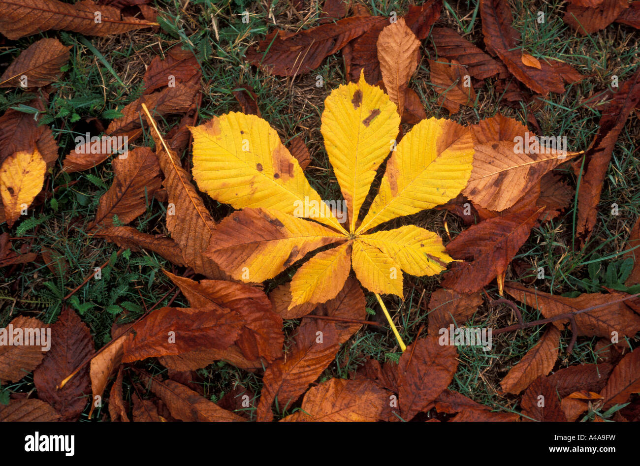 Aesculus hippocastanum Foto Stock