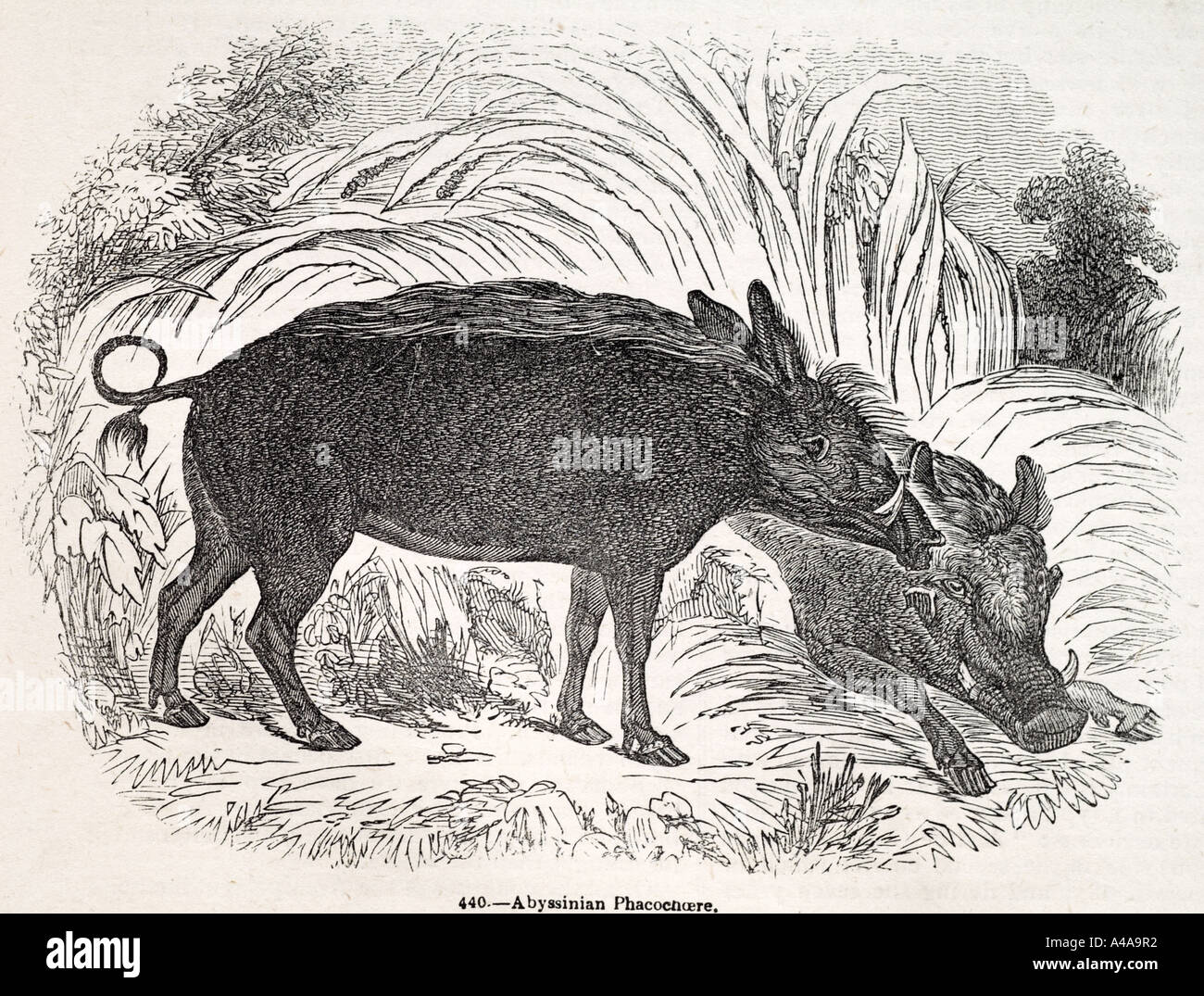 Phacochoere abissino di maiale Pig farm sow posteriore omnivore mammifero brosmio feroce capelli setole grunt Natura della fauna selvatica naturale profilo ani Foto Stock