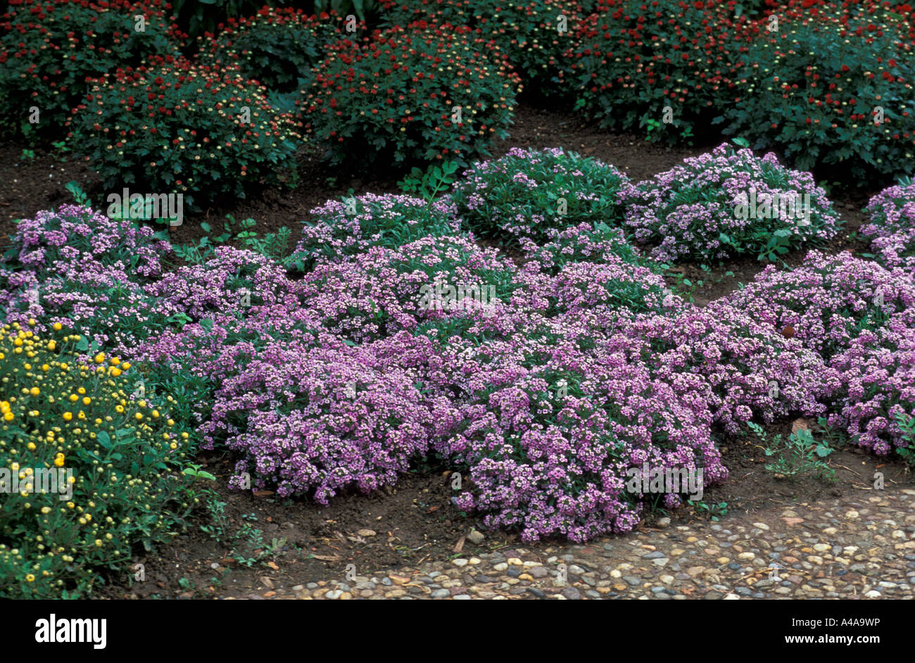 Alyssum Maritimum Pasqua cofano Foto Stock