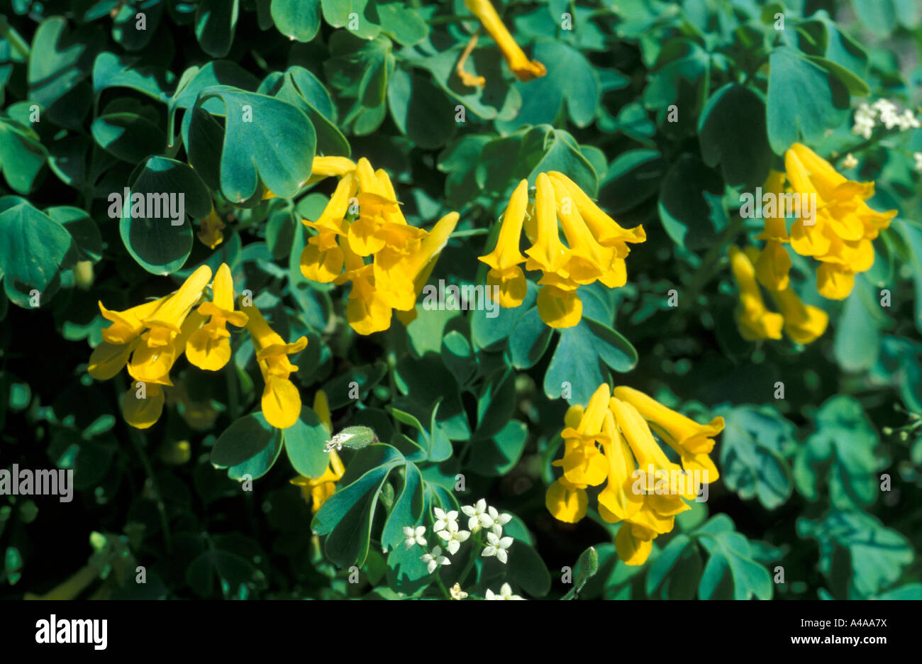 Corydalis Lutea Foto Stock