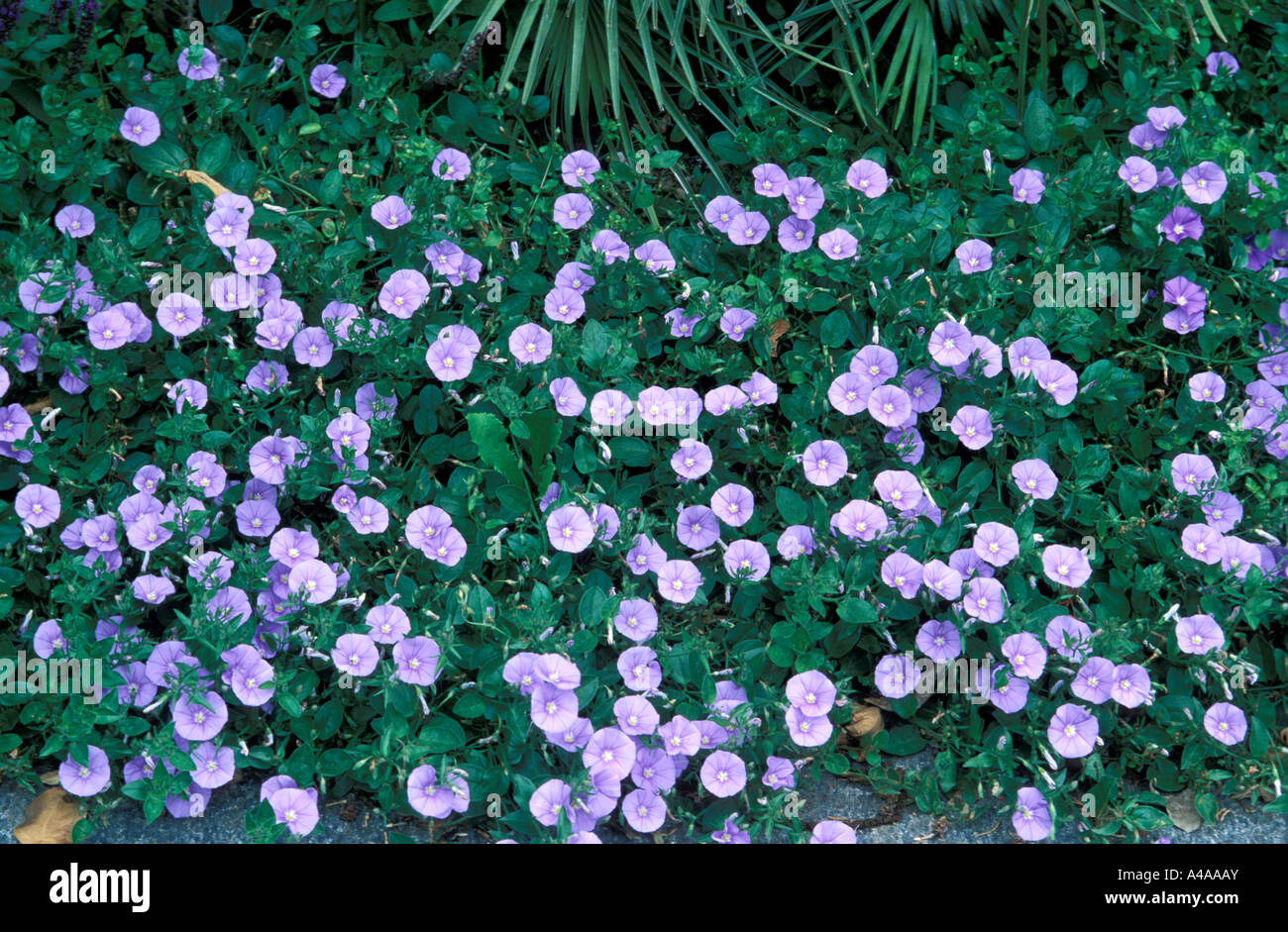 Convolvulus Sabatius Foto Stock