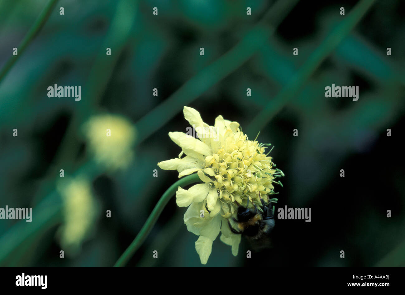 Cephalaria Gigantea Foto Stock