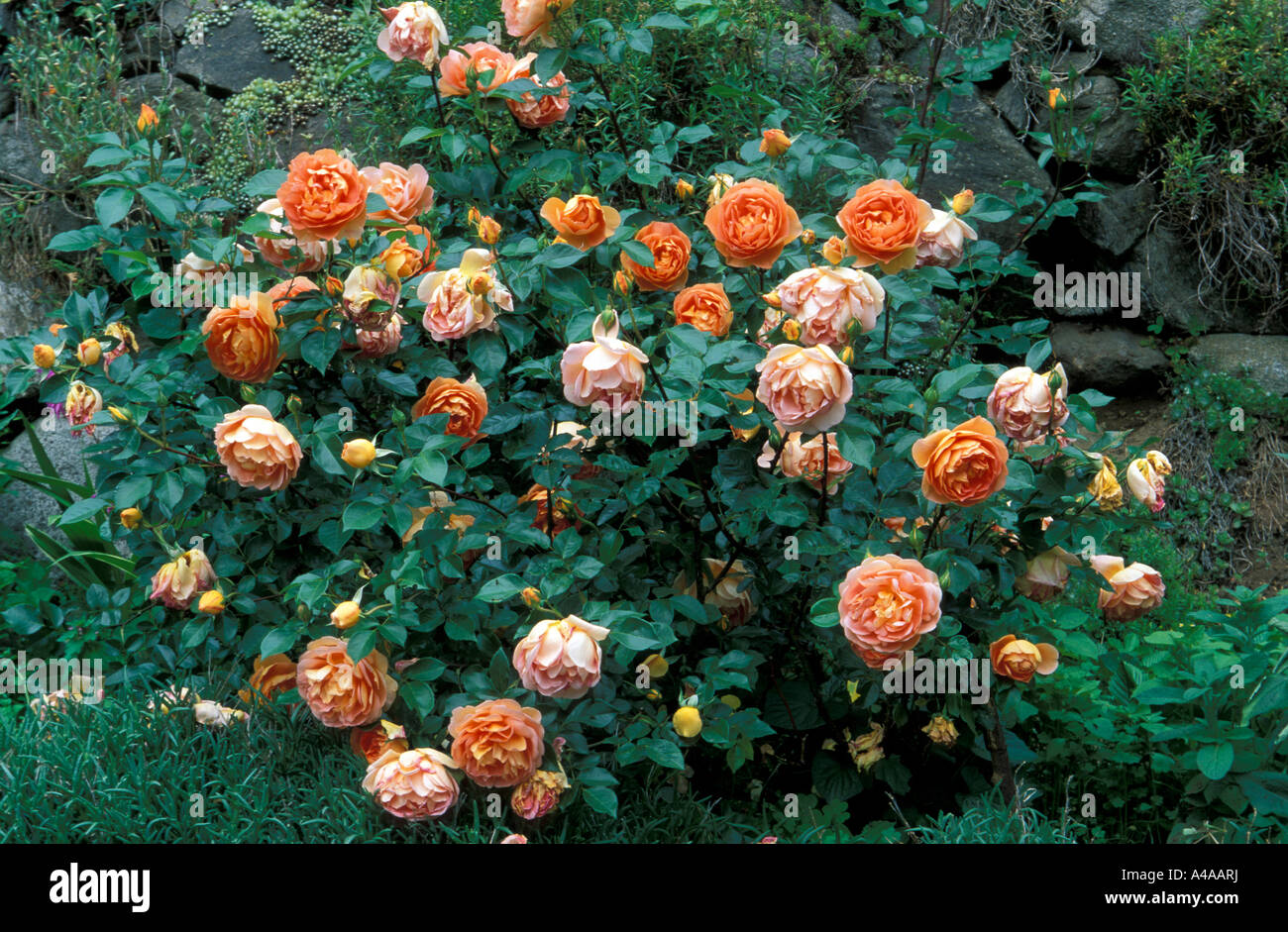 Rosa inglese Pat Austin Foto stock - Alamy