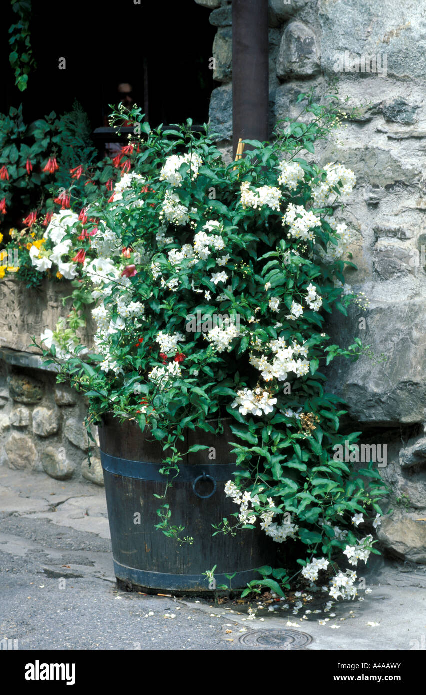 Solanum Jasminoides Album Foto Stock