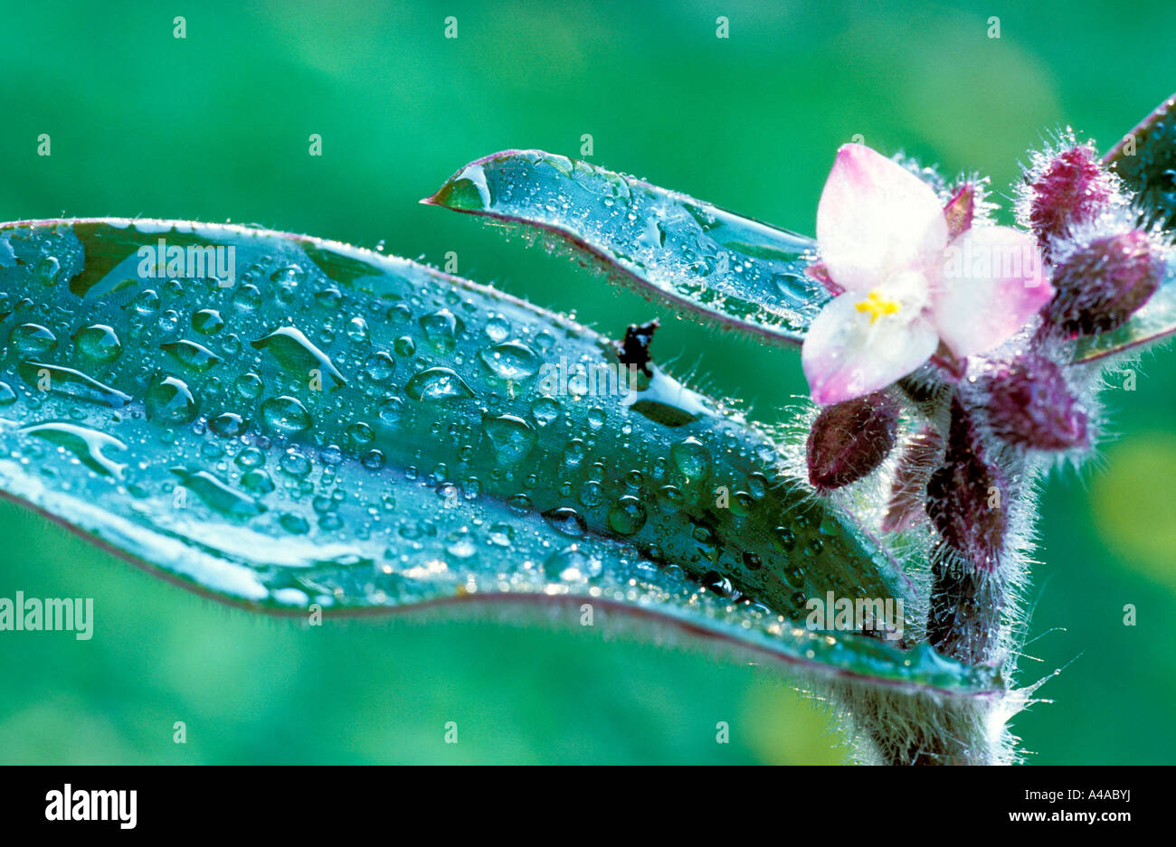 Goccia di acqua su Tradescantia Foto Stock