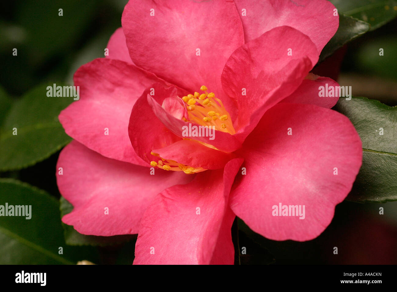 Camelia sasanqua Showa No Sakae Foto Stock