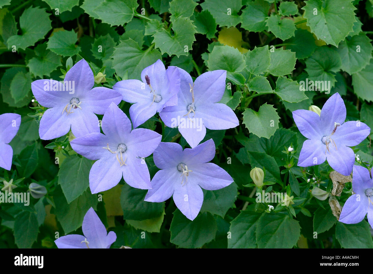 Campanula isophylla Foto Stock