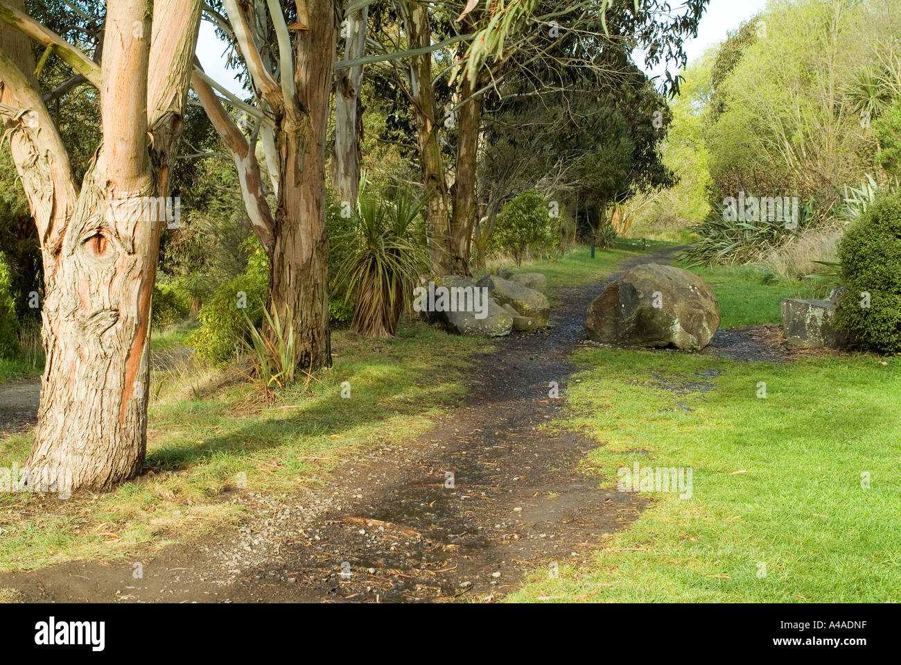 Un avvolgimento di traccia nella boccola tra alberi a Cava Halswell Park in Nuova Zelanda. Foto Stock