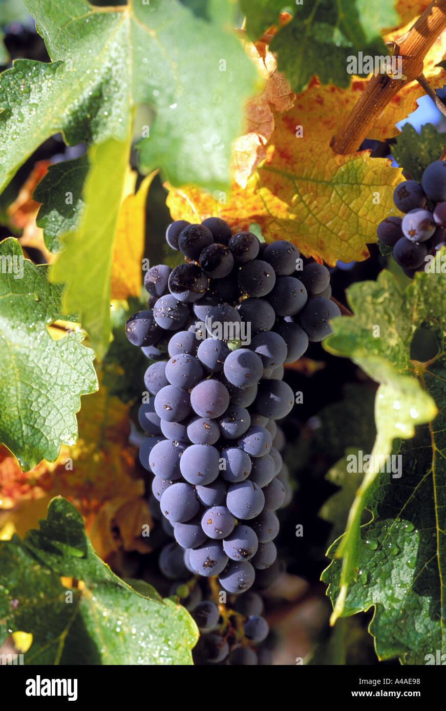 Vino uva sulla vite Foto Stock