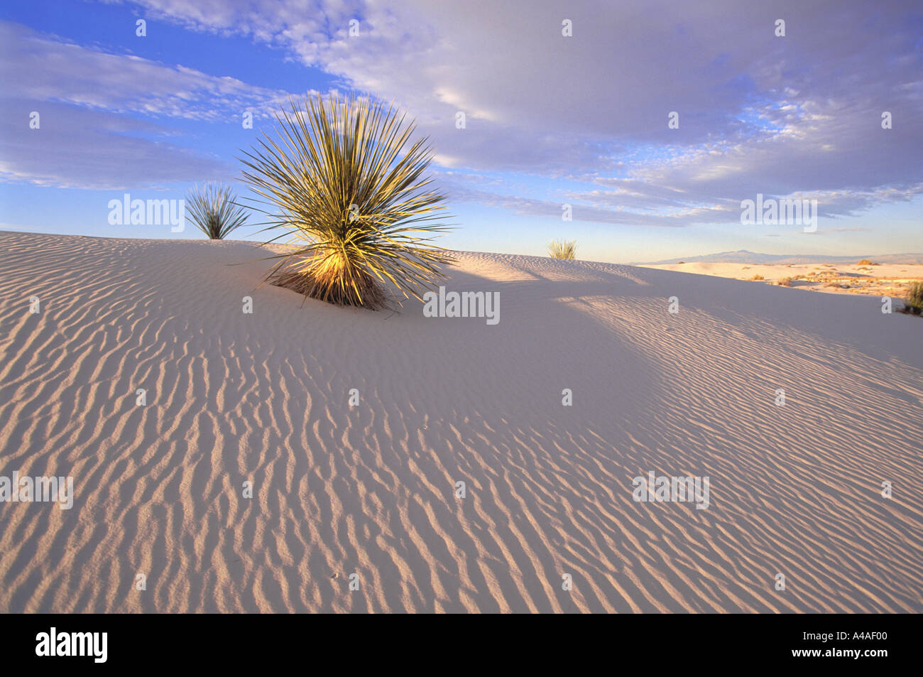 Le piante e le dune di sabbia in White Sands New Mexico USA Foto Stock