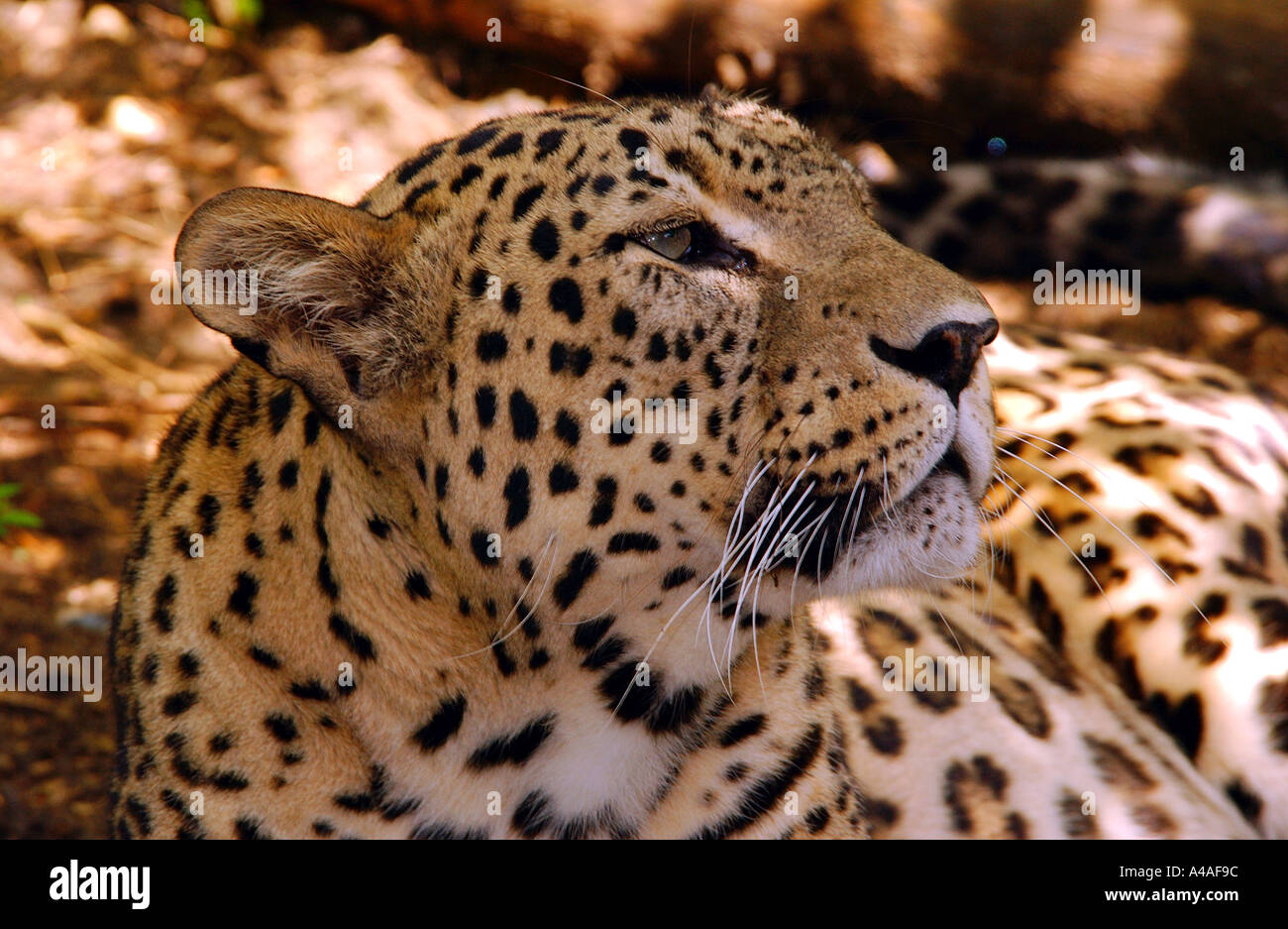 Leopardo persiano (Panthera pardus saxicolor) Foto Stock