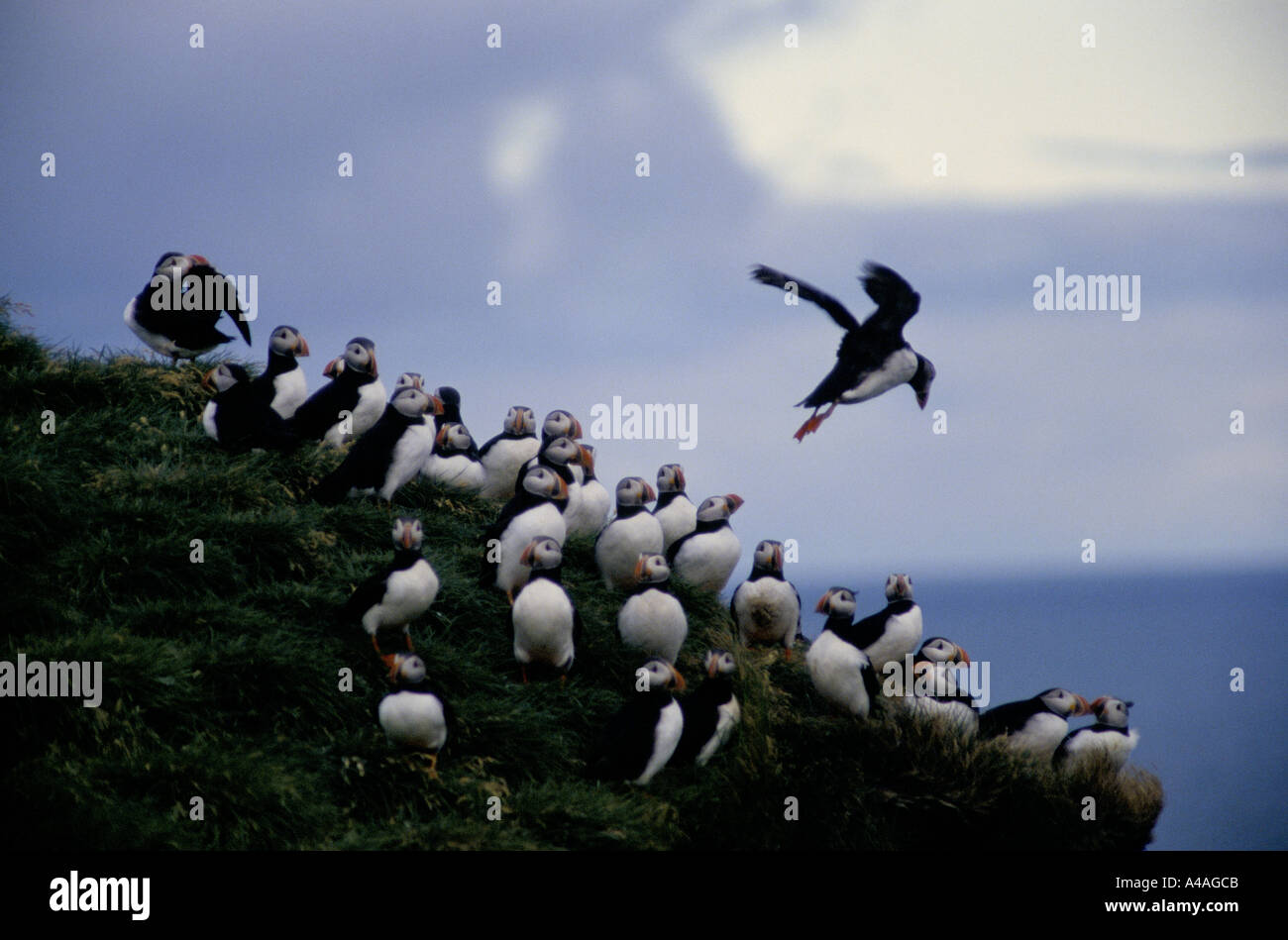 ELLIDAEY, Isole di Westmann, Islanda, Luglio 1993: Puffin caccia: Un Puffin decollare dal ciglio della scogliera in un vento forte Foto Stock