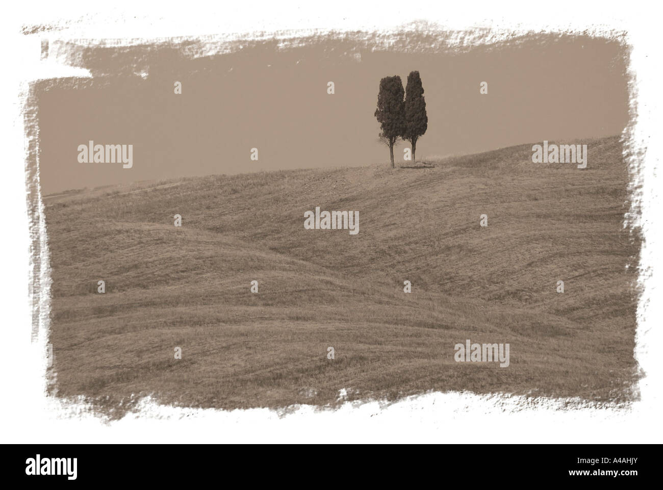 Campagna Siena Toscana Italia Foto Stock