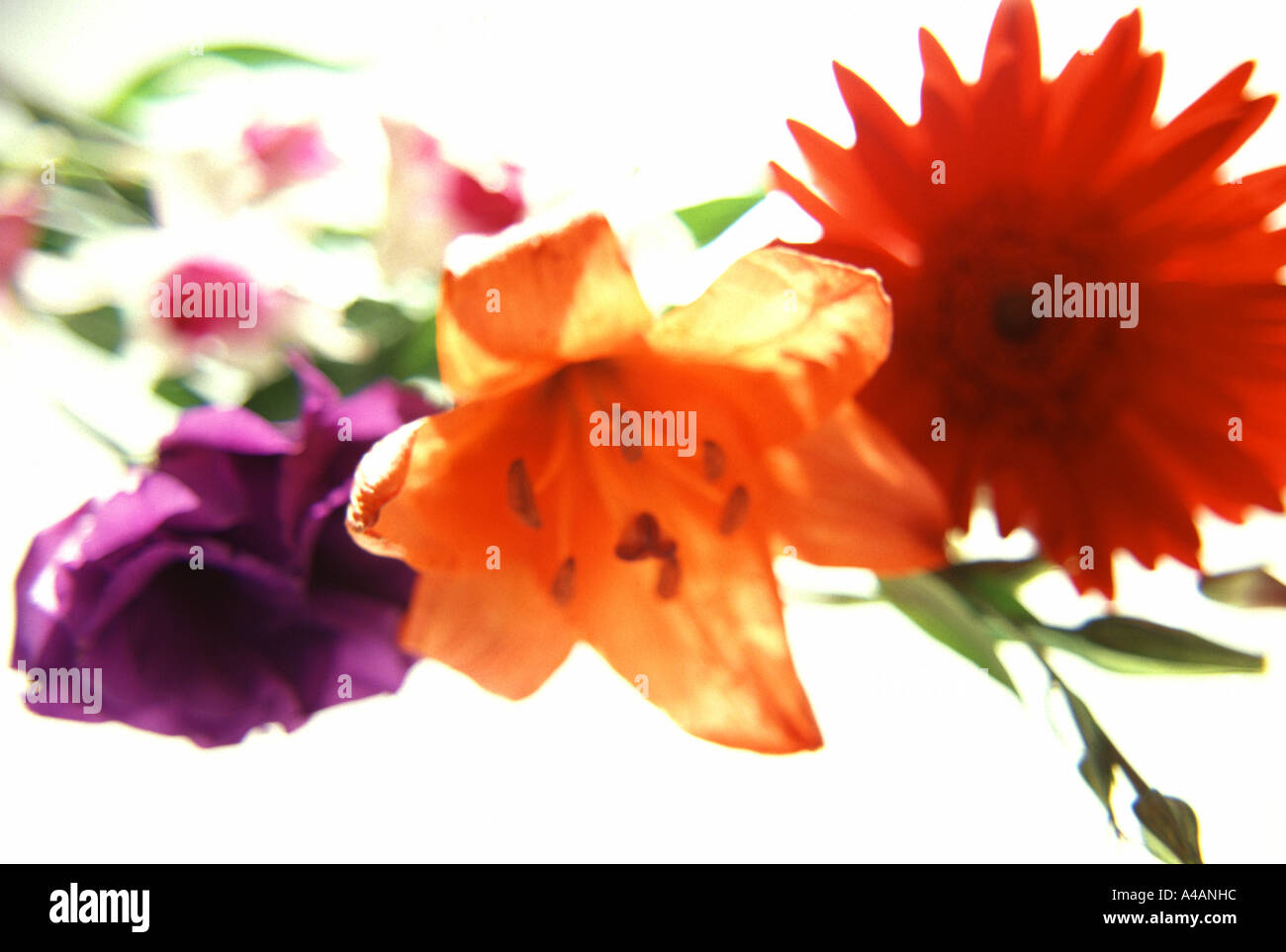 Trio di bouquet di fiori colorati contro uno sfondo bianco Foto Stock