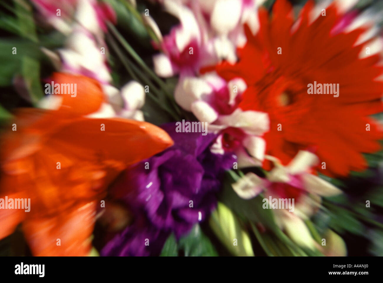 Telaio pieno di bellissimi fiori Foto Stock