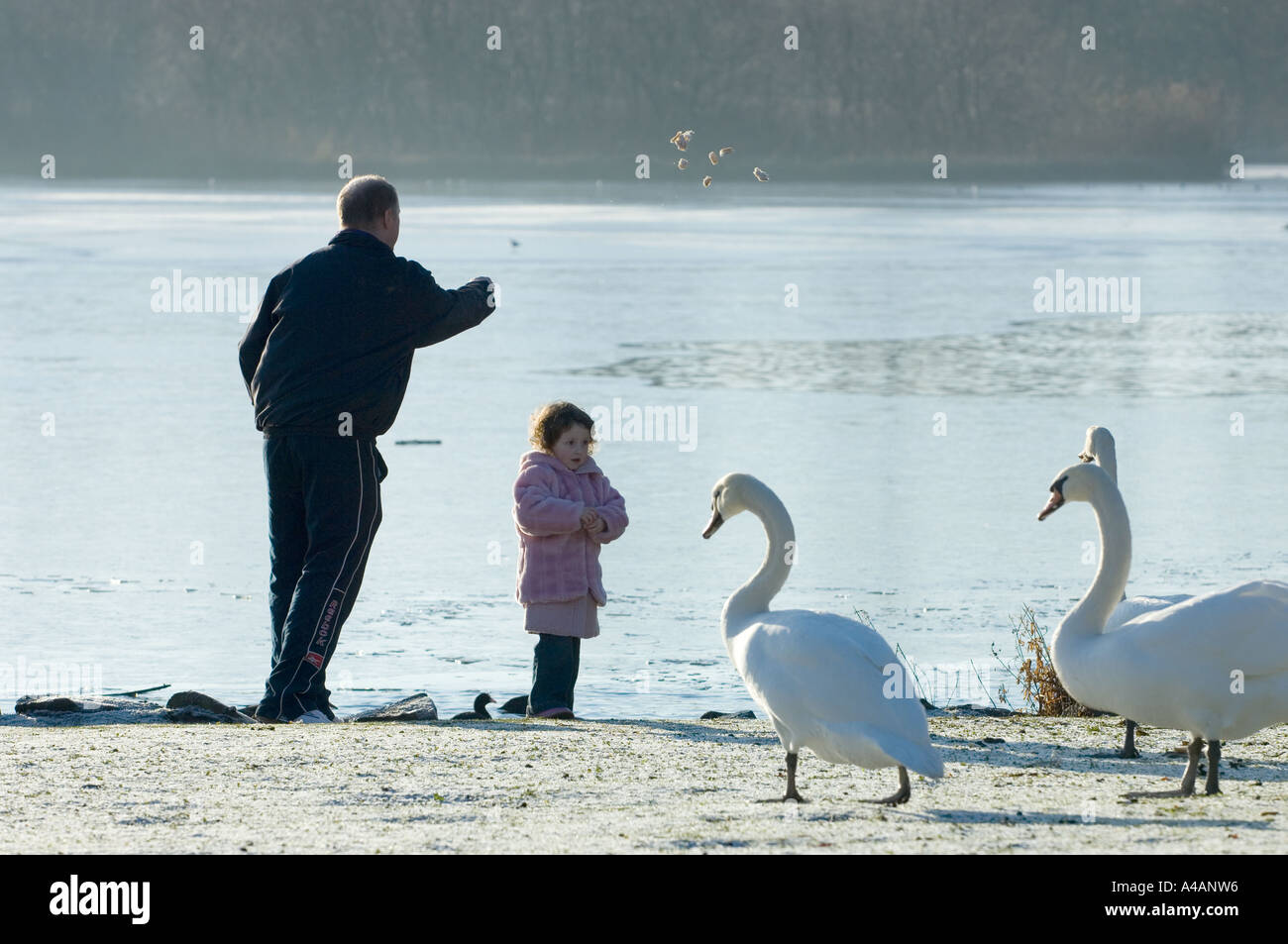 Un padre e figlia giovane uccelli di alimentazione su un inverno di giorno a Duddingston Loch, Edimburgo. Foto Stock