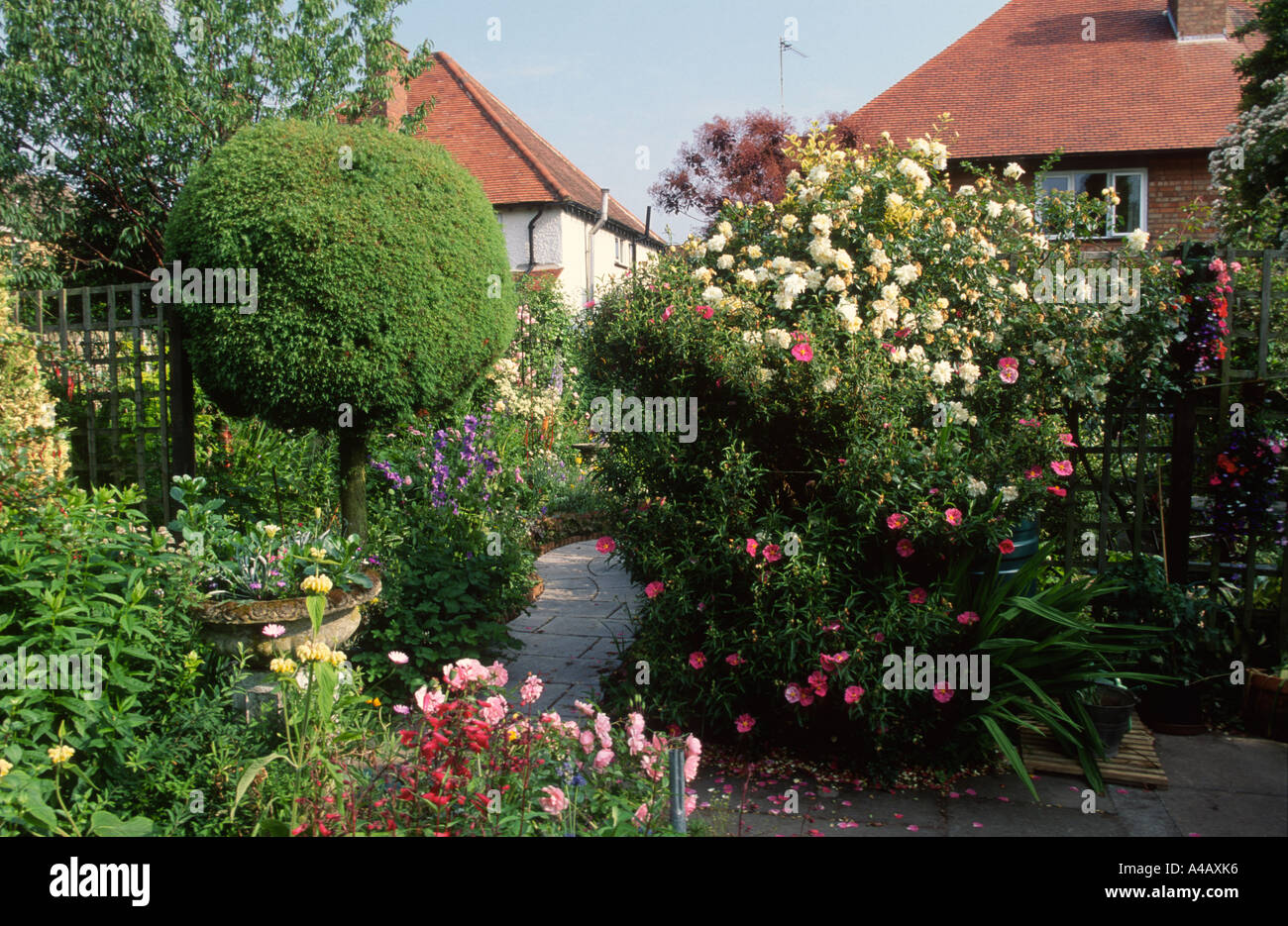 Percorso attraverso cespugli di rose in un giardino Foto Stock