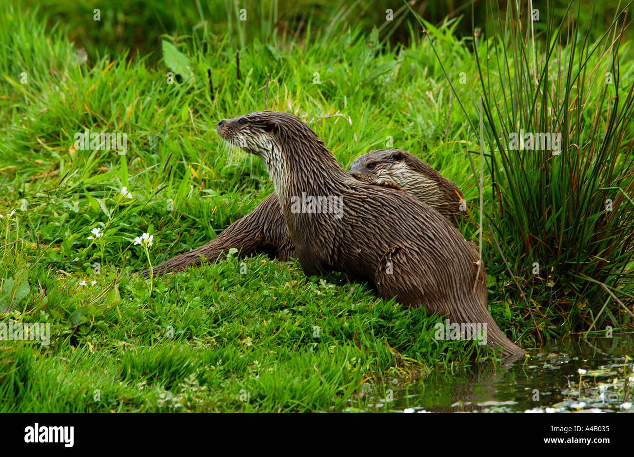 Una coppia di Lontra europea (Lutra lutra) sul bordo di un lago Foto Stock