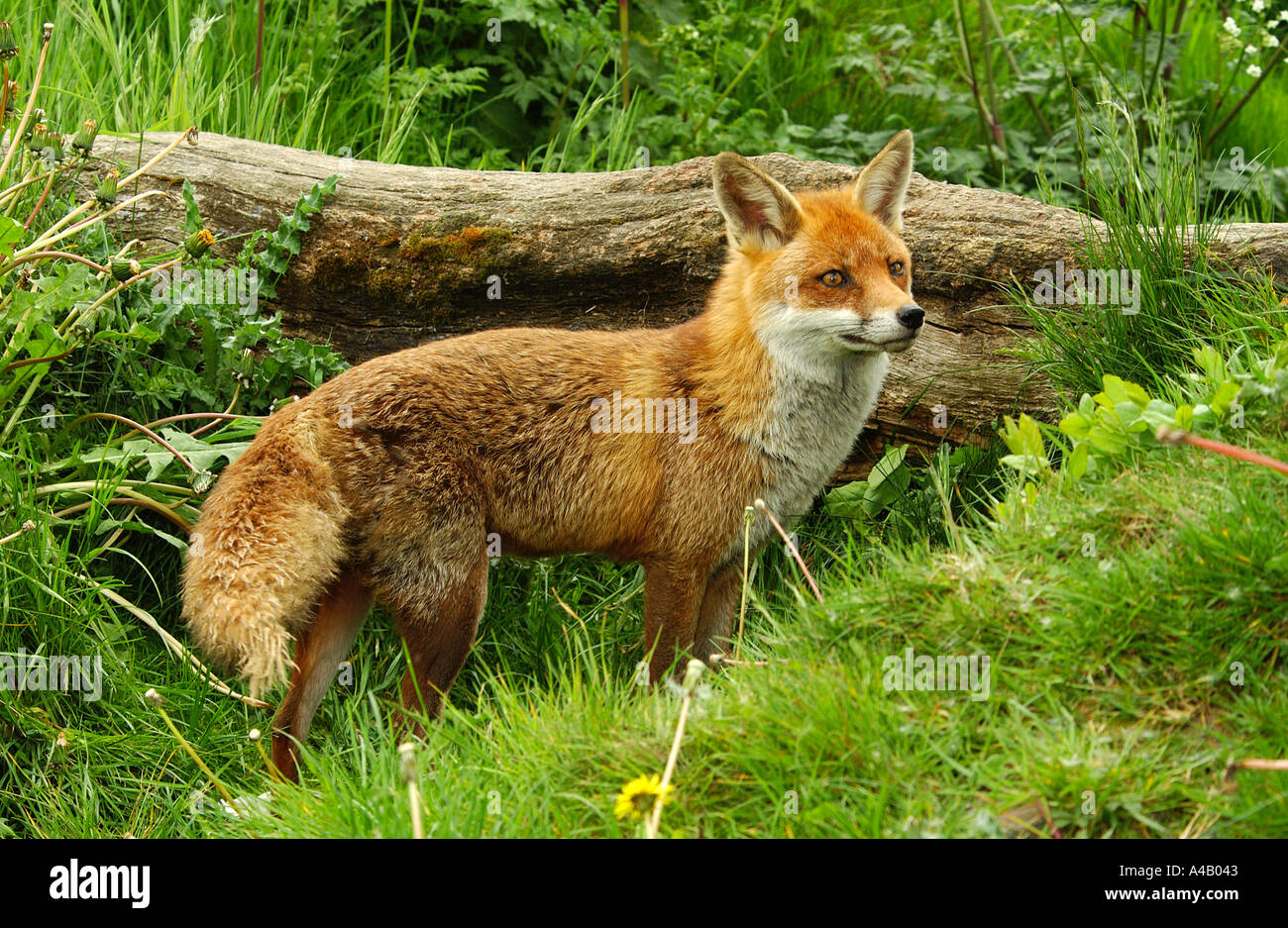 Red Fox (Vulpes vulpes vulpes) mostra per tutta la lunghezza del corpo Foto Stock