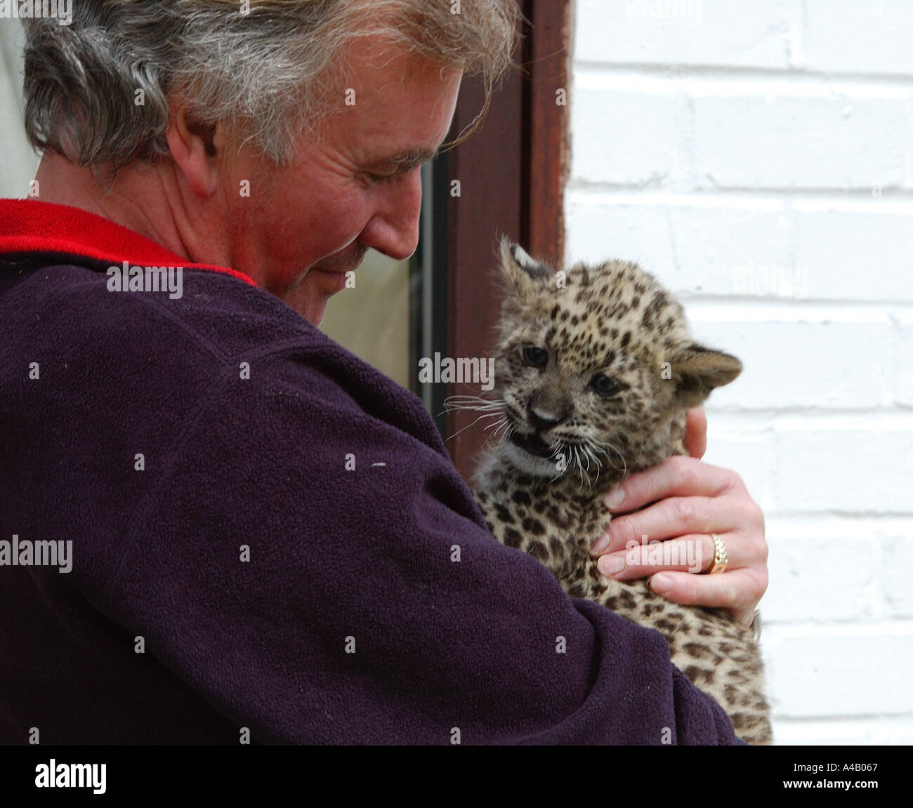 Sei settimane di Persiano antico Leopard cub essendo trattenuto dal suo detentore Foto Stock