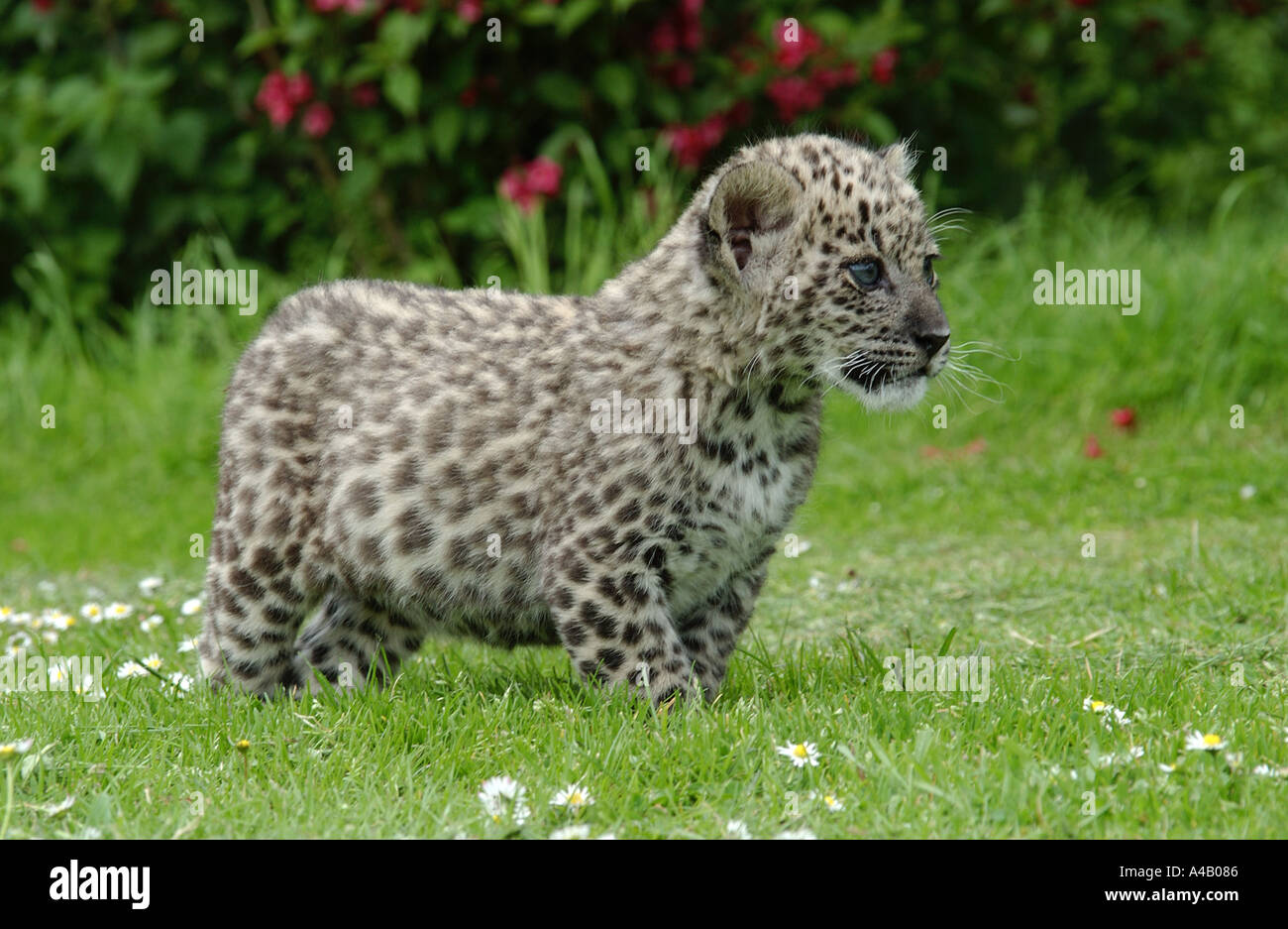 Il persiano Leopard Cub Foto Stock