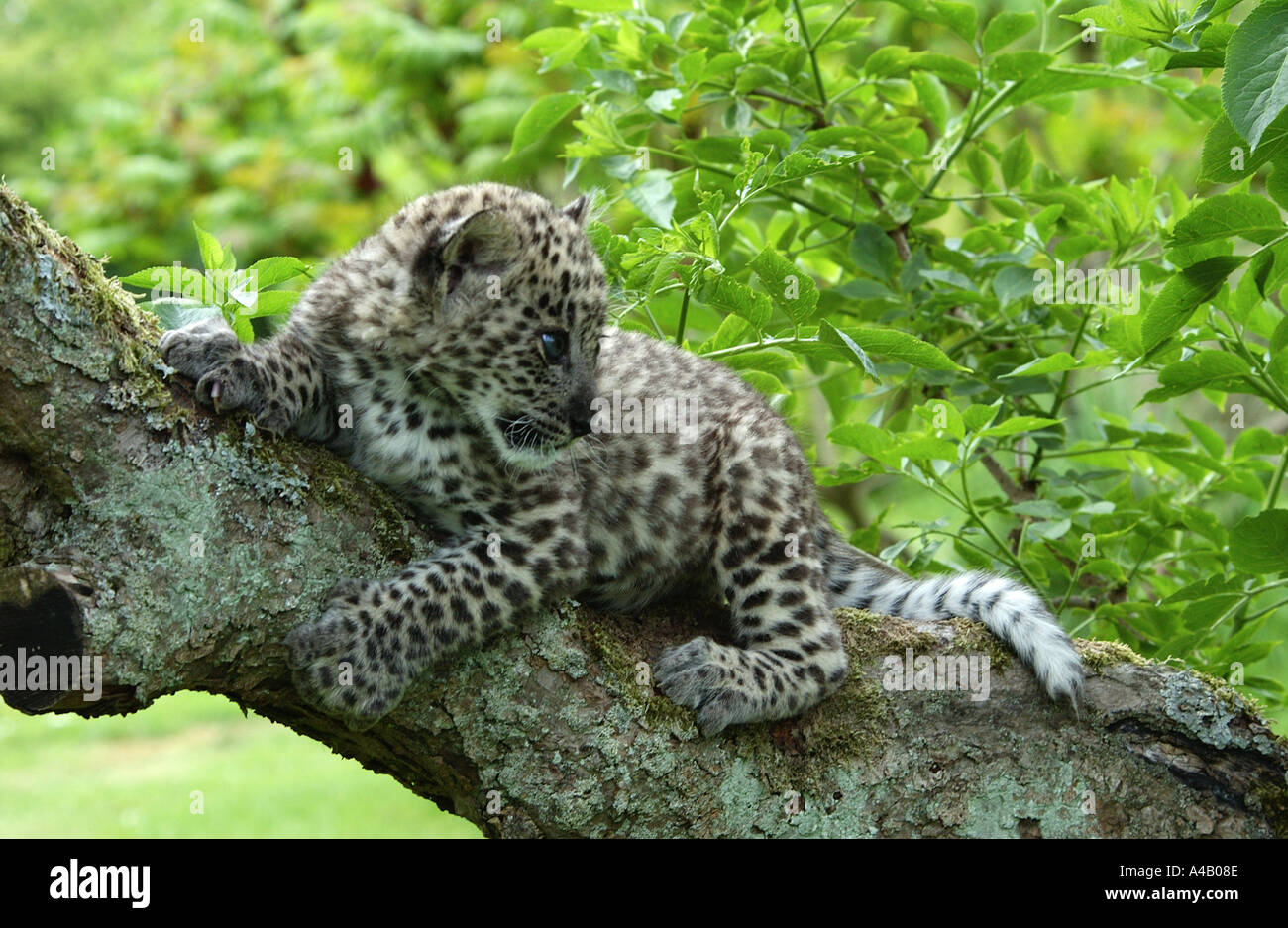Il persiano Leopard Cub sul ramo di albero Foto Stock