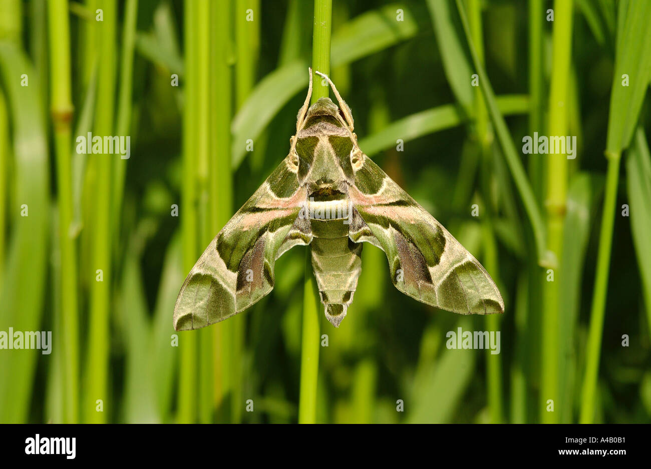 Oleandro Hawkmoth appoggiata sul gambo di erba Foto Stock