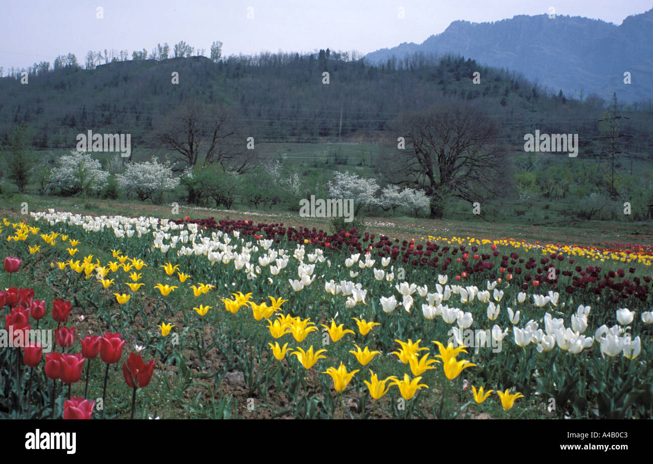 Campi di Tulipani in Srinagar giardino botanico Jammu Kashmir India Foto Stock