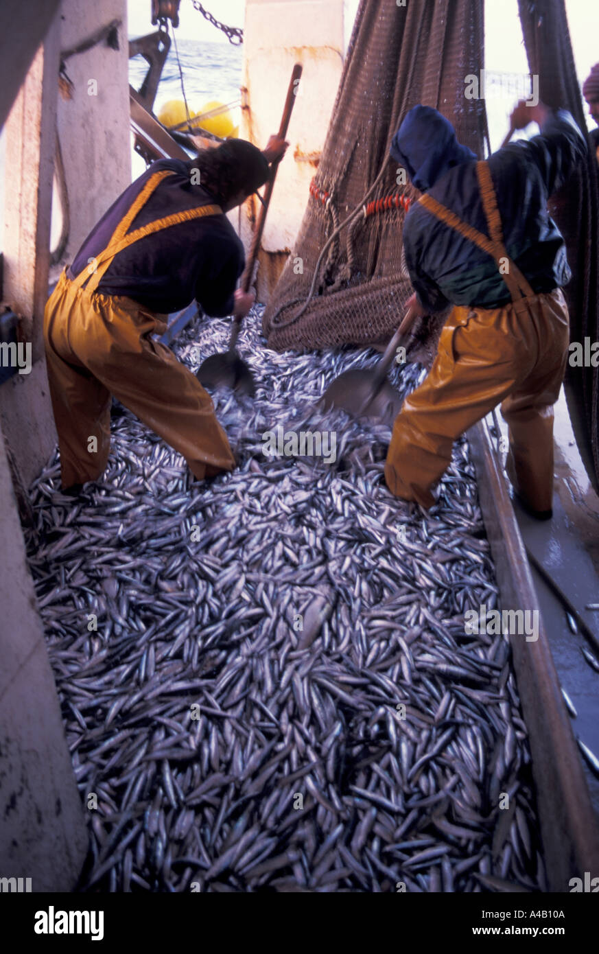Pescatore di smistamento di pesci Sete Francia Foto Stock
