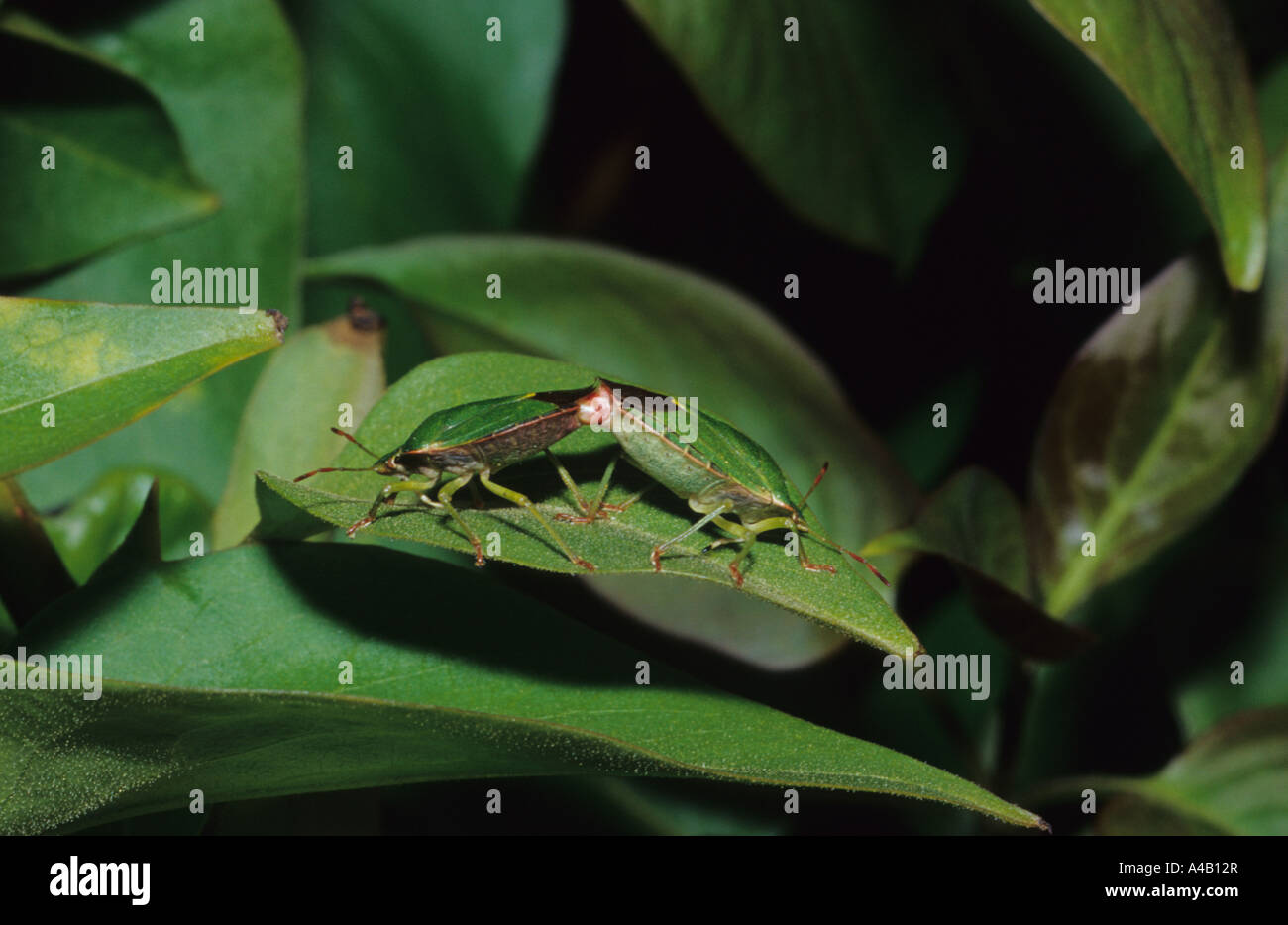 Comune di schermo verde bug (accoppiamento Palomena prasina) nel Regno Unito Foto Stock