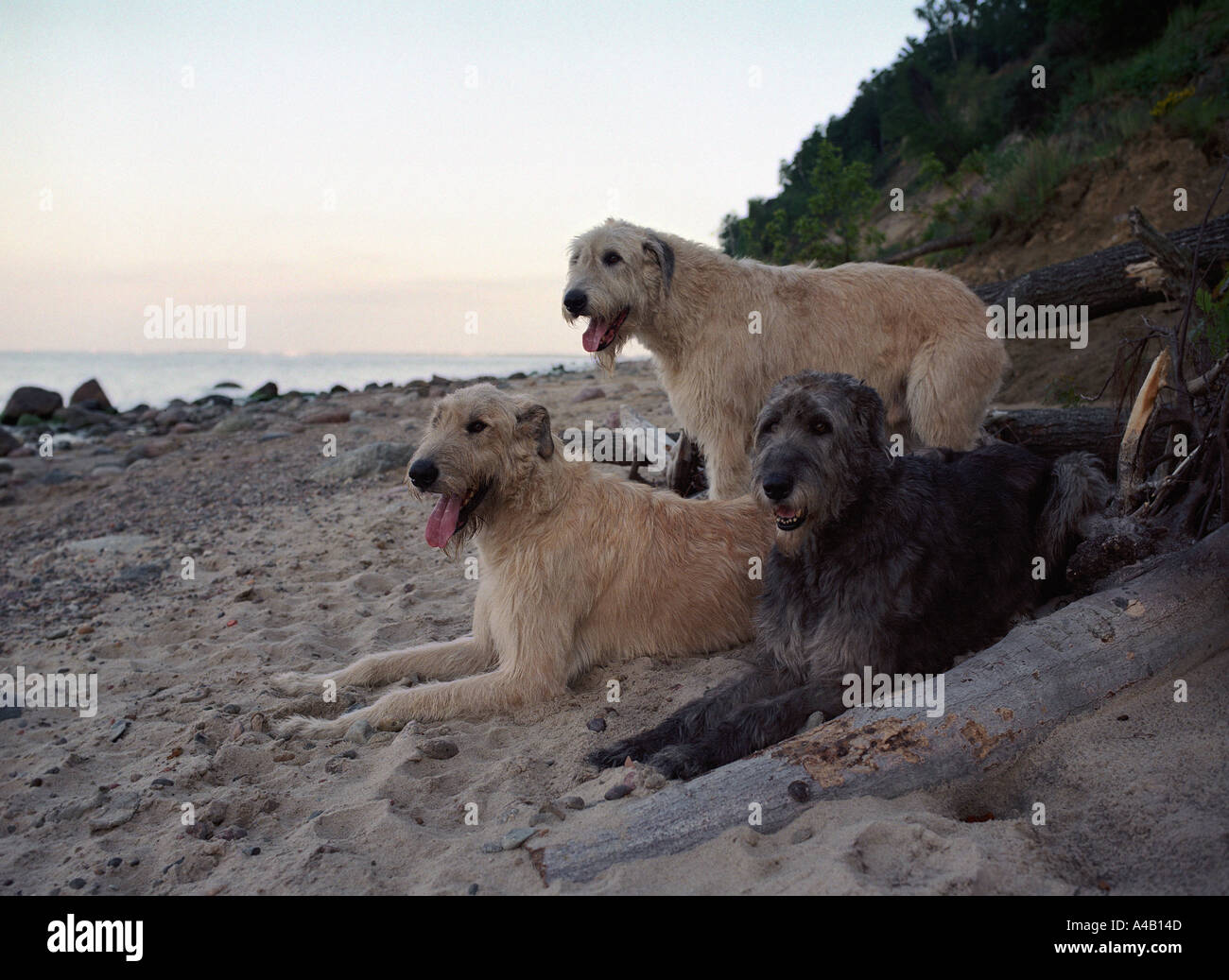 Tre cani sulla spiaggia Irish Wolfhound, Gdynia, Polonia Foto Stock