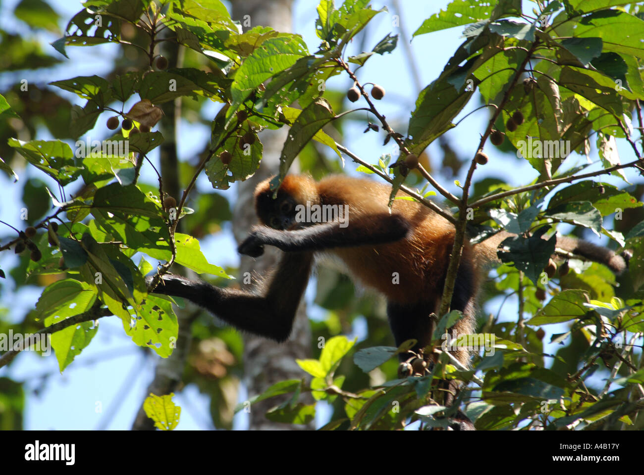 Spider Monkey Ateles geoffroyi nella corona della struttura Parco Nazionale di Tortuguero costa dei Caraibi Costa Rica Foto Stock