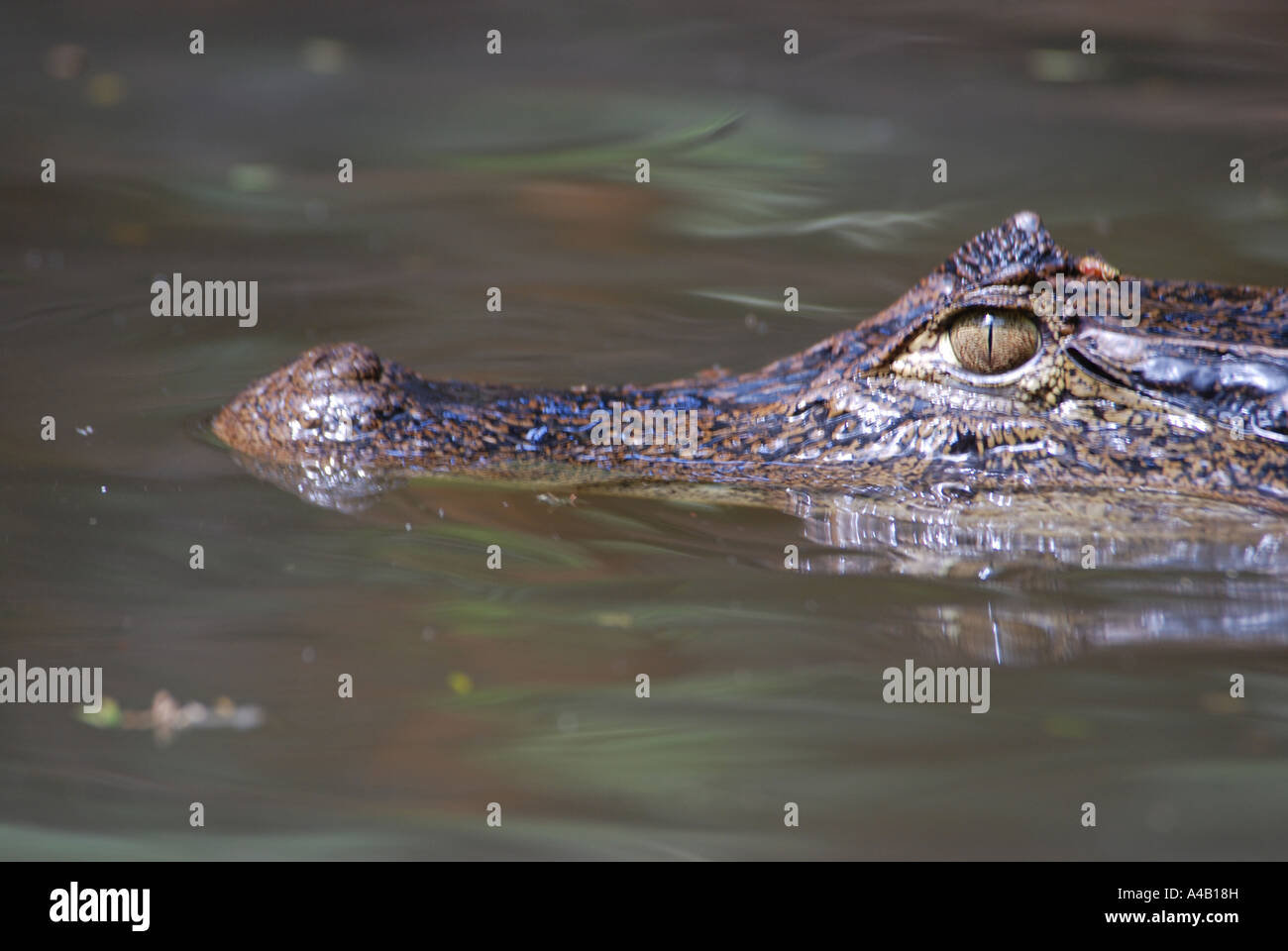 Spectacled Cayman crocodilus Caimano PARCO NAZIONALE DI TORTUGUERO costa dei Caraibi Costa Rica Foto Stock