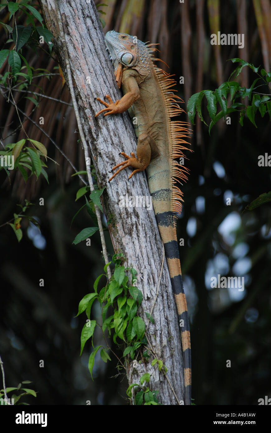 Green Iguana Iguana iguana colori di accoppiamento Torutguero Parco Nazionale della Costa dei Caraibi Costa Rica Foto Stock