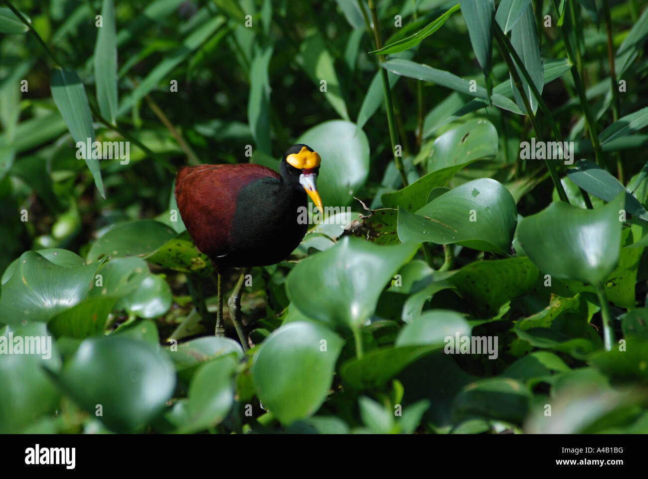 Northern Jacana Jacana spinosa camminando sulle foglie waterplant PARCO NAZIONALE DI TORTUGUERO costa dei Caraibi Costa Rica Foto Stock