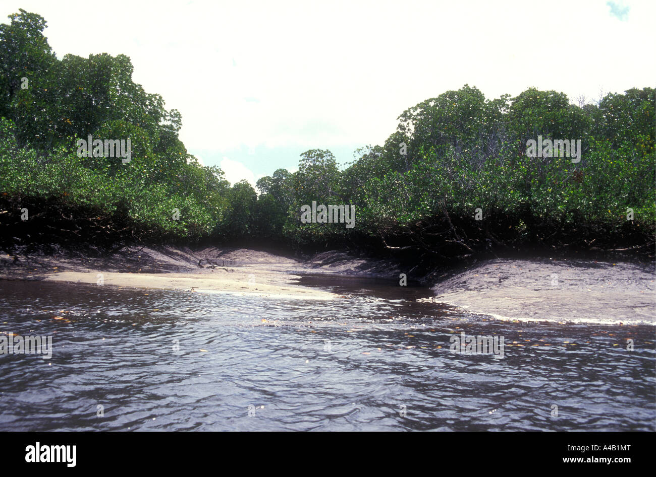 Alberi di mangrovia a bassa marea isola di Lamu Kenya Coast Africa orientale Foto Stock