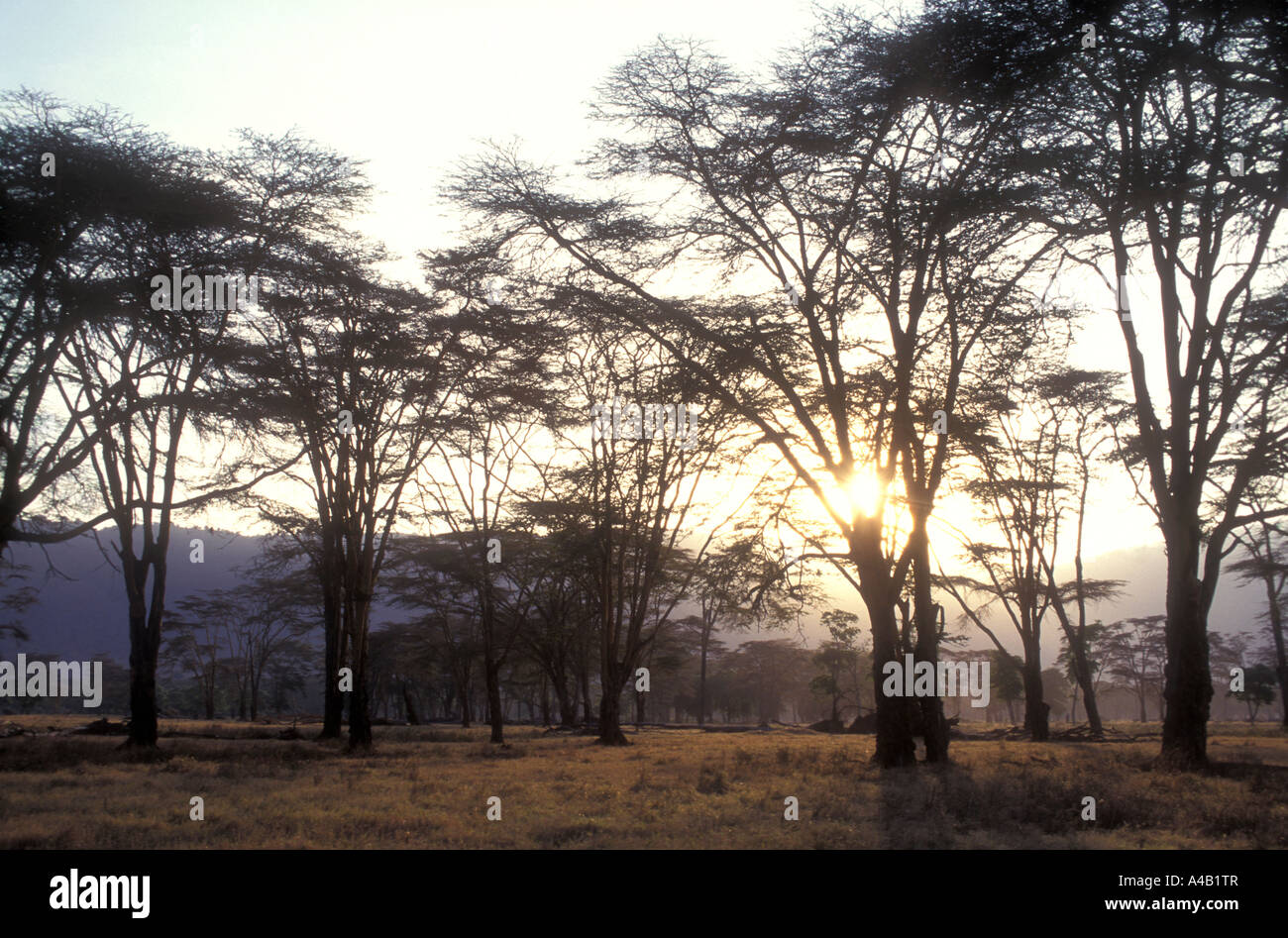 Giallo abbaiato Acacia alberi della foresta Lerai del cratere di Ngorongoro Tanzania Africa orientale Foto Stock