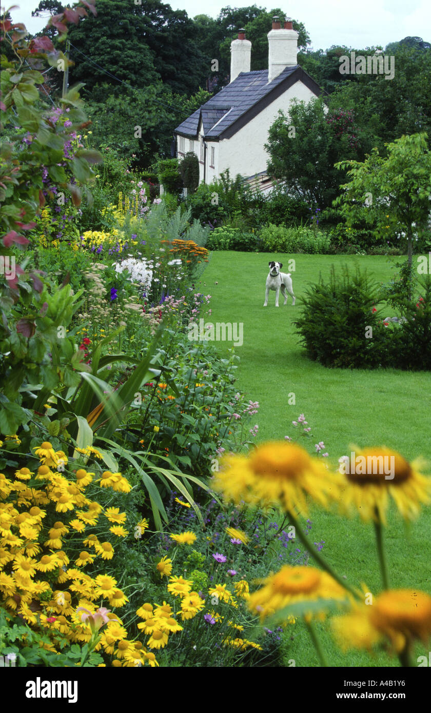 Ampio giardino con cane boxer sul prato e la casa bianca Foto Stock